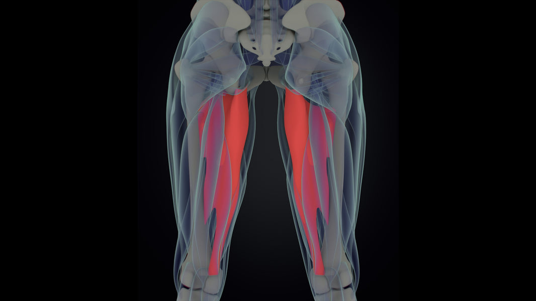 Adductor Injuries in Sport/Football